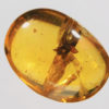 Flower in Cretaceous Amber &#8211; Tropidogyne pikei, The Natural Canvas