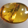 Flower in Cretaceous Amber - Tropidogyne pikei - Image 5