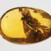 Flower in Cretaceous Amber &#8211; Tropidogyne pikei, The Natural Canvas