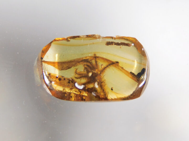 Flower in Cretaceous Amber