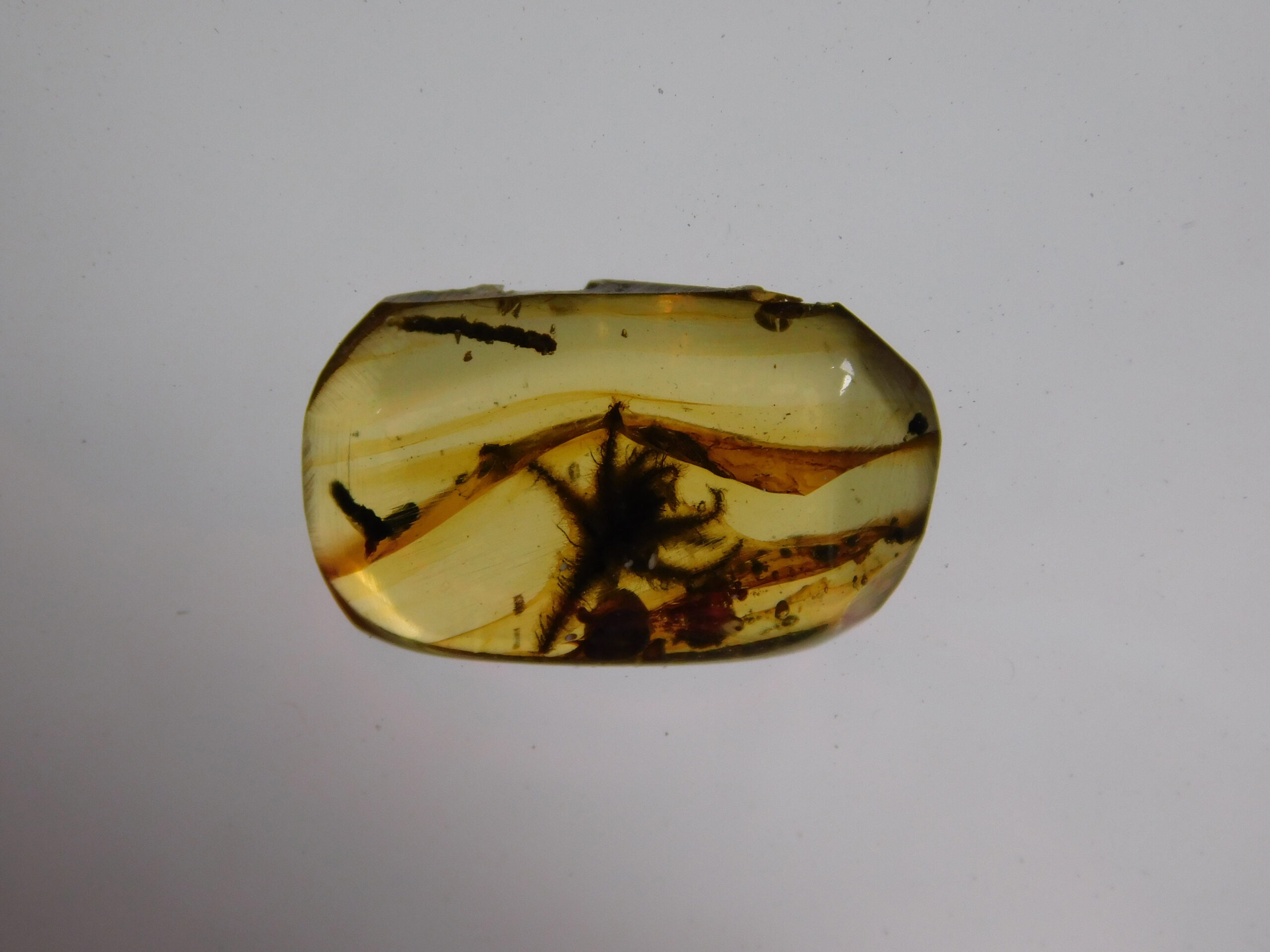 Flower in Cretaceous Amber - Image 2