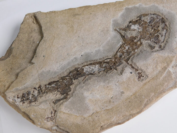 Chelotriton paradoxus Pomel, 1853