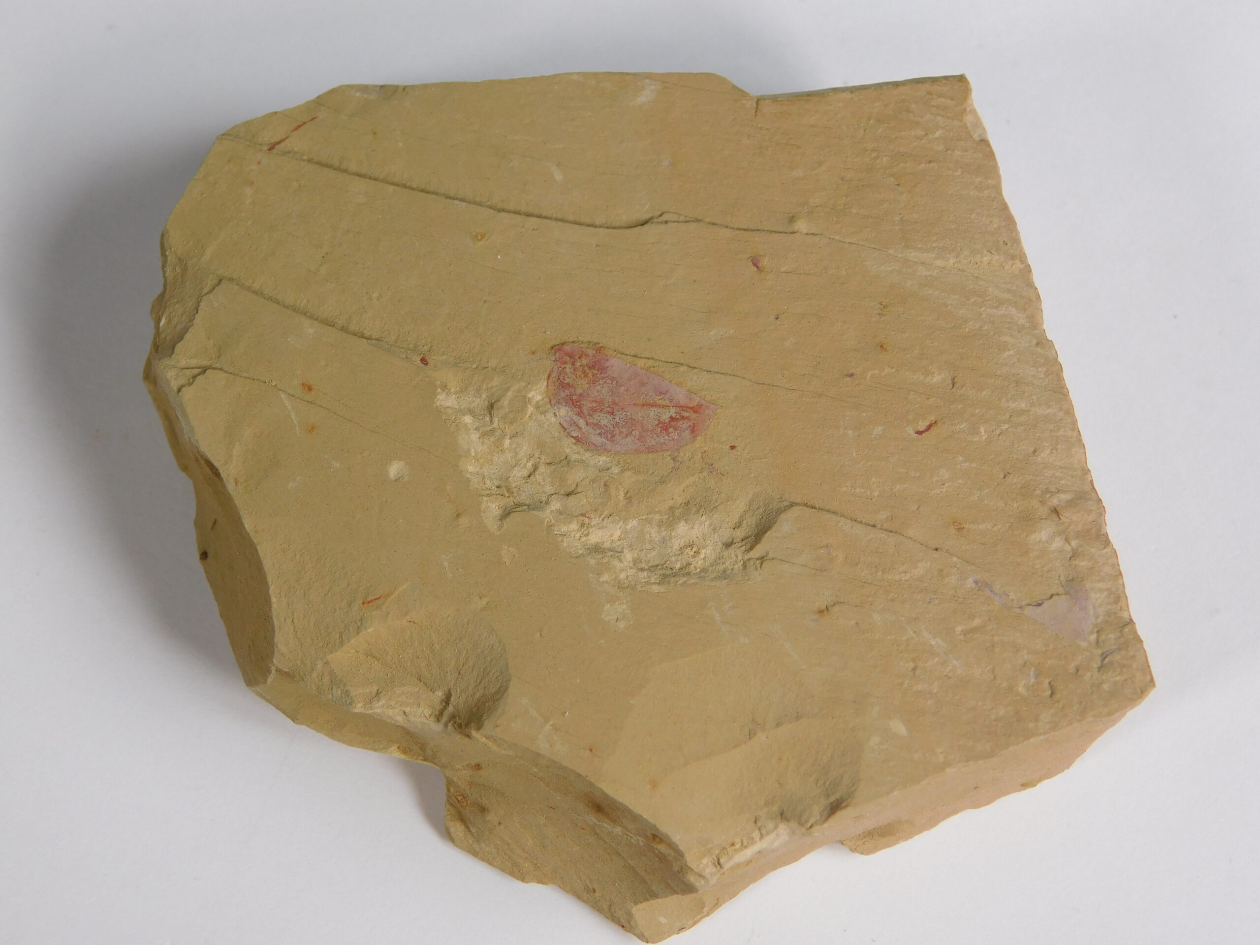 Isoxys - Image 3