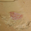 Isoxys - Image 4