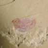Isoxys - Image 2