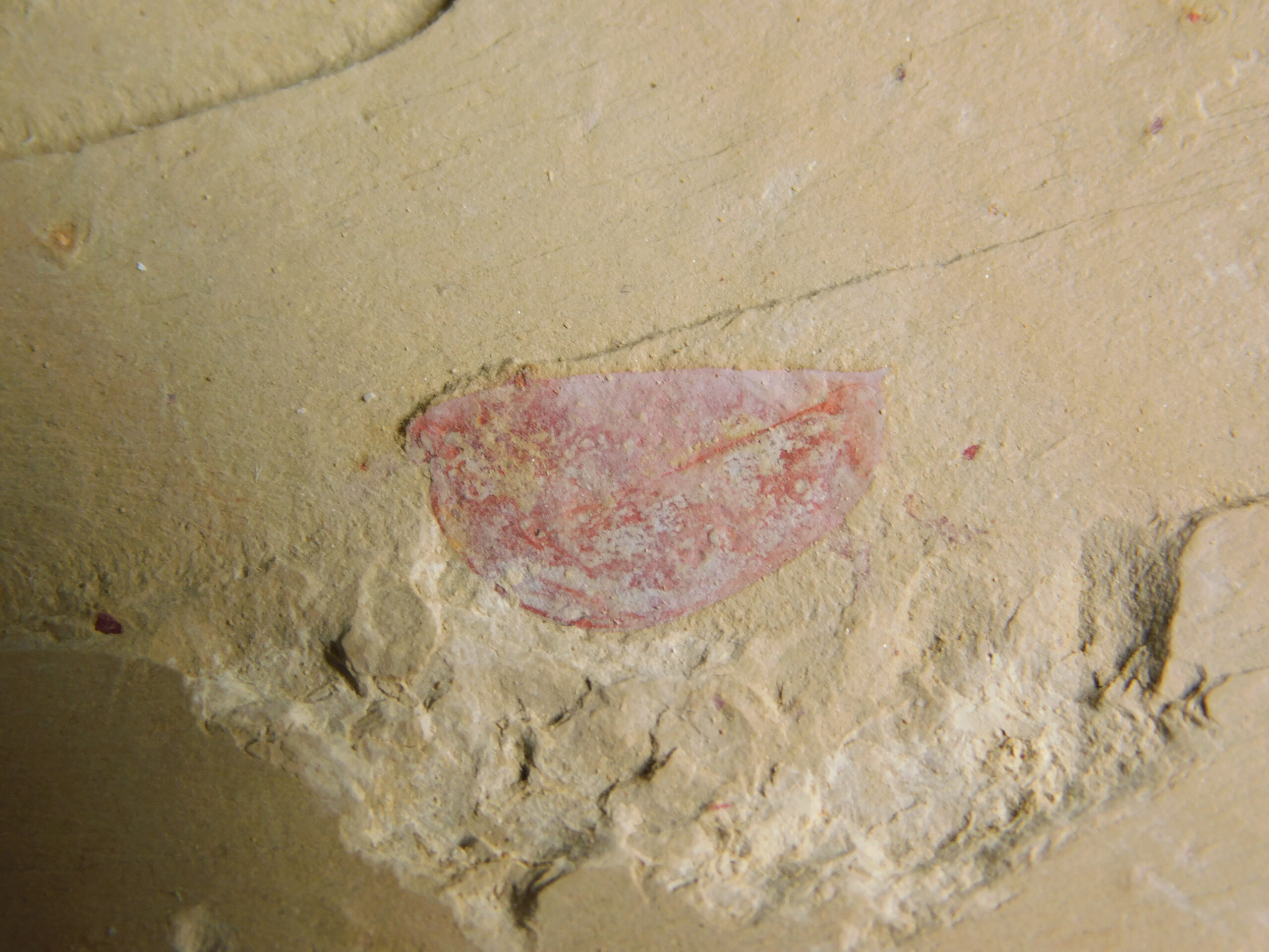 Isoxys - Image 2
