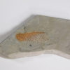Chancelloria eros - Image 3