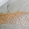 Chancelloria eros - Image 4