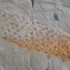 Chancelloria eros - Image 2