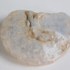 Translucent ammonite - Image 2