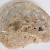 Translucent ammonite - Image 4
