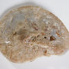 Translucent ammonite - Image 5