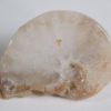 Translucent ammonite - Image 3