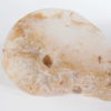 Translucent ammonite - Image 5