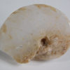 Translucent ammonite - Image 2