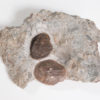 Cephalaspid Fish from Norway - Kiaeraspis - Image 3