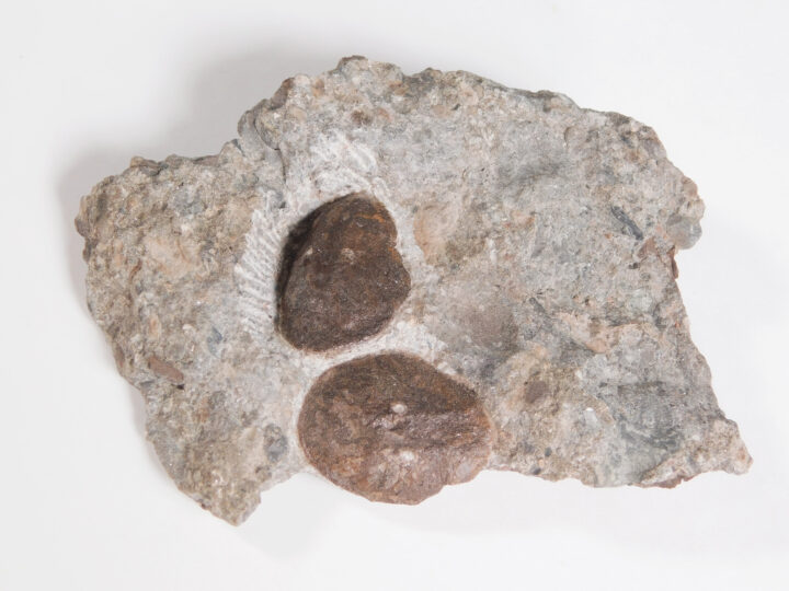 Cephalaspid Fish from Norway - Kiaeraspis