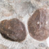 Cephalaspid Fish from Norway - Kiaeraspis - Image 4