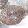 Cephalaspid Fish from Norway - Kiaeraspis - Image 5