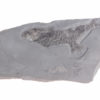 Diplurus newarki - Image 4