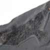 Diplurus newarki - Image 2