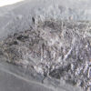 Diplurus newarki - Image 3
