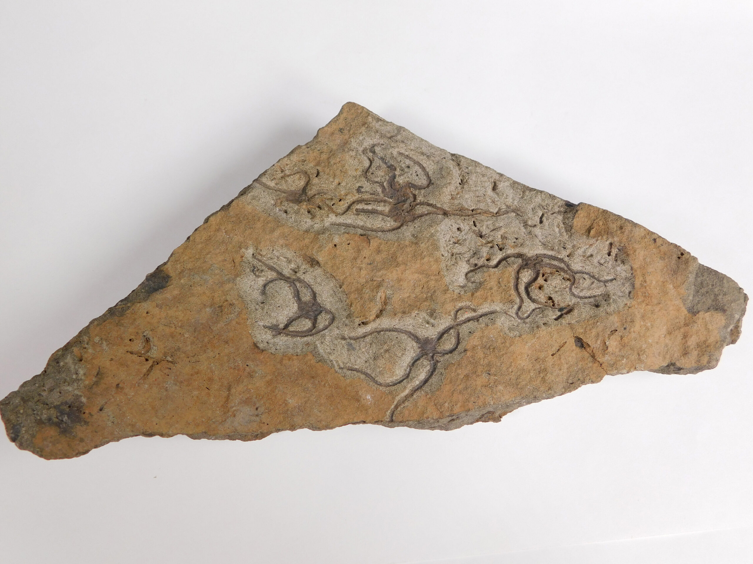 Brittle Stars - Image 3
