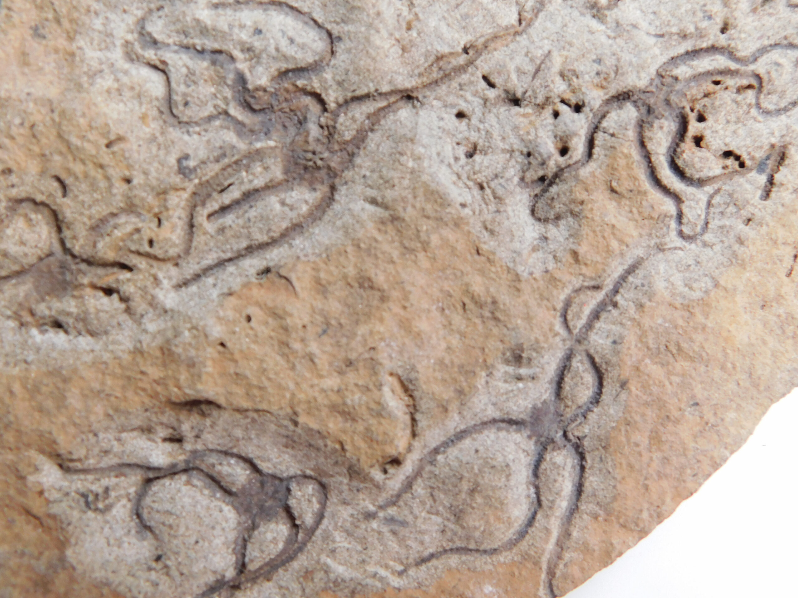 Brittle Stars