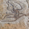 Brittle Stars - Image 5