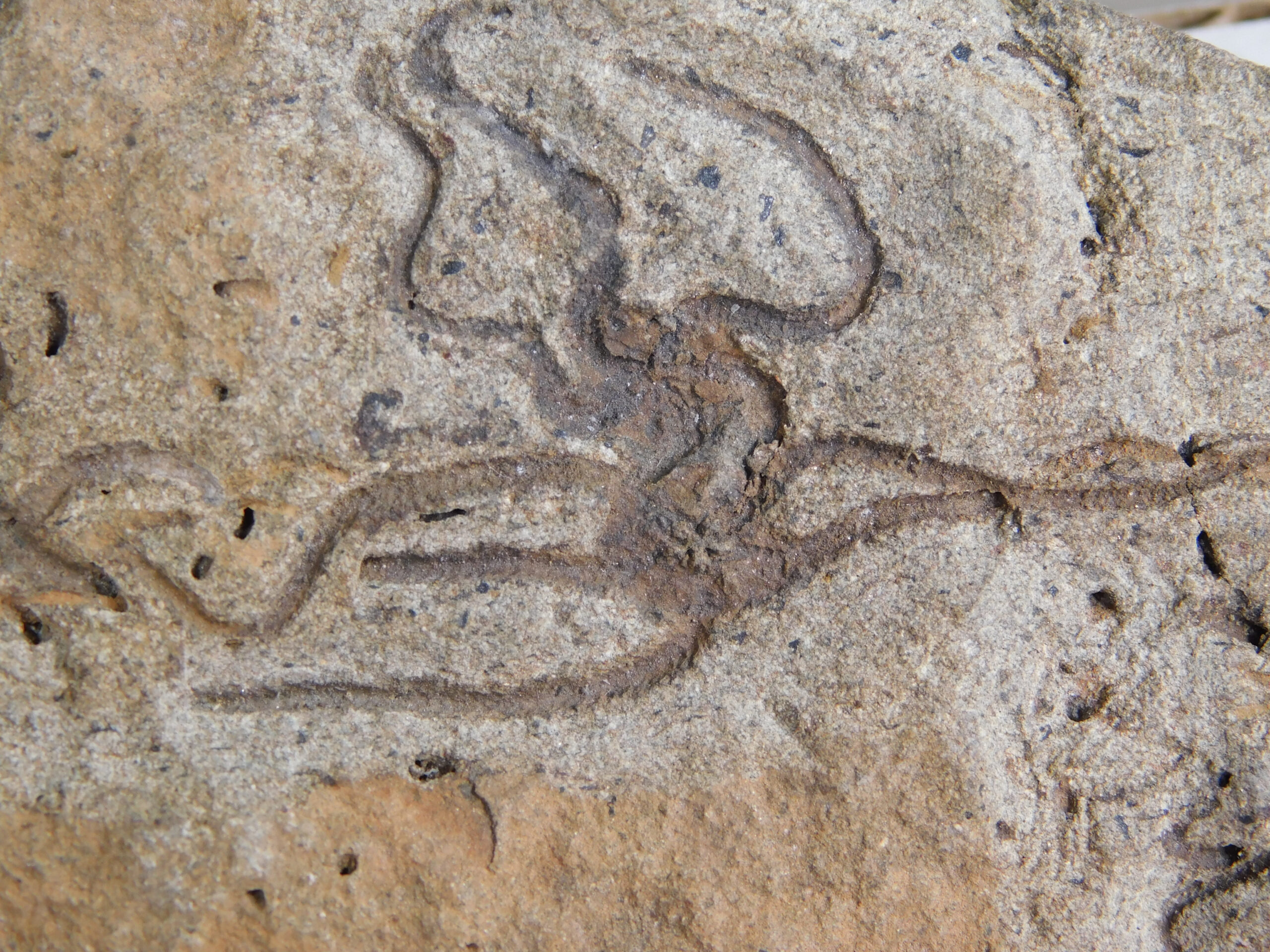 Brittle Stars - Image 4