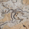 Brittle Stars - Image 6
