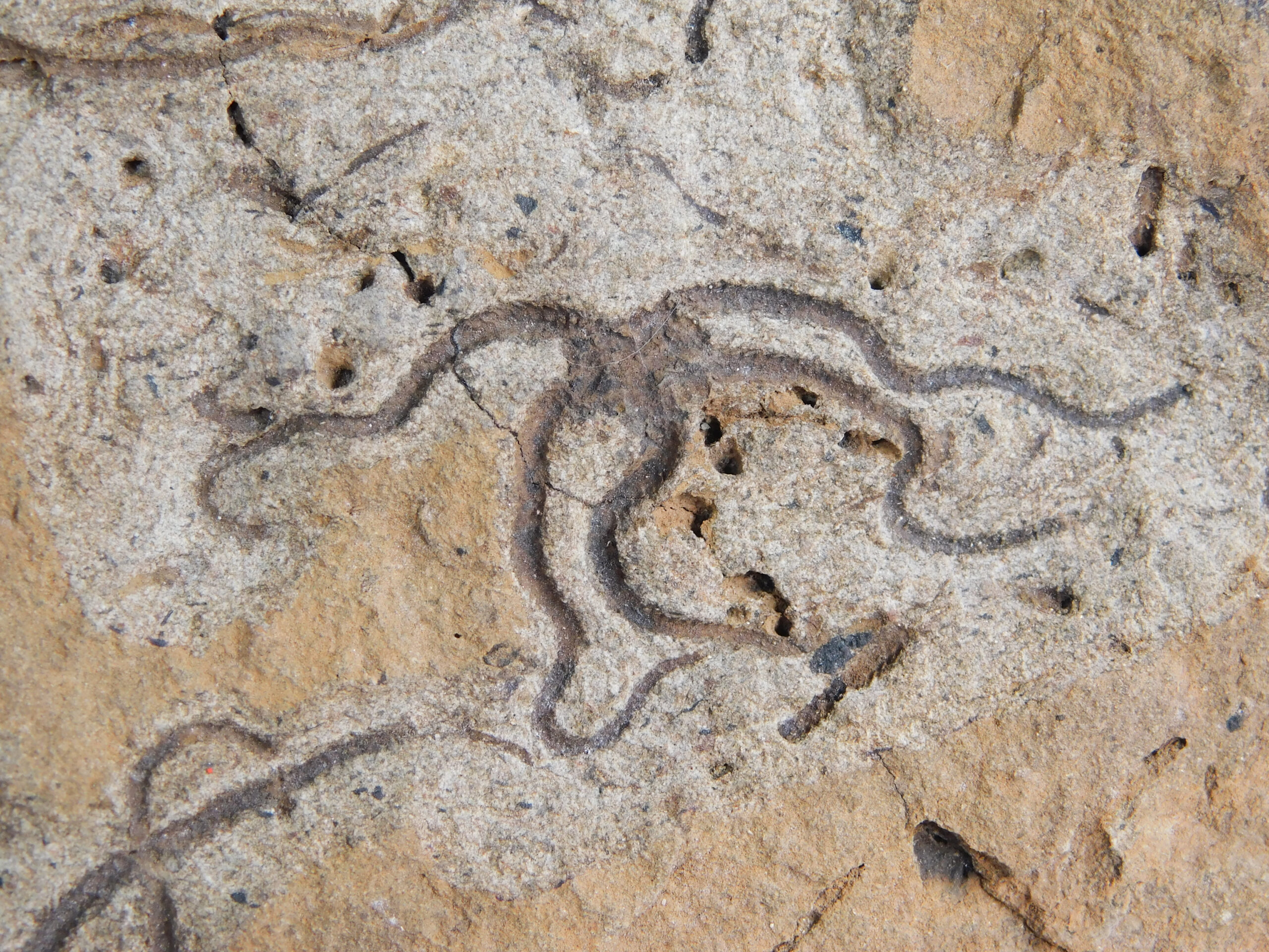 Brittle Stars - Image 5