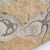 Brittle Stars - Image 7