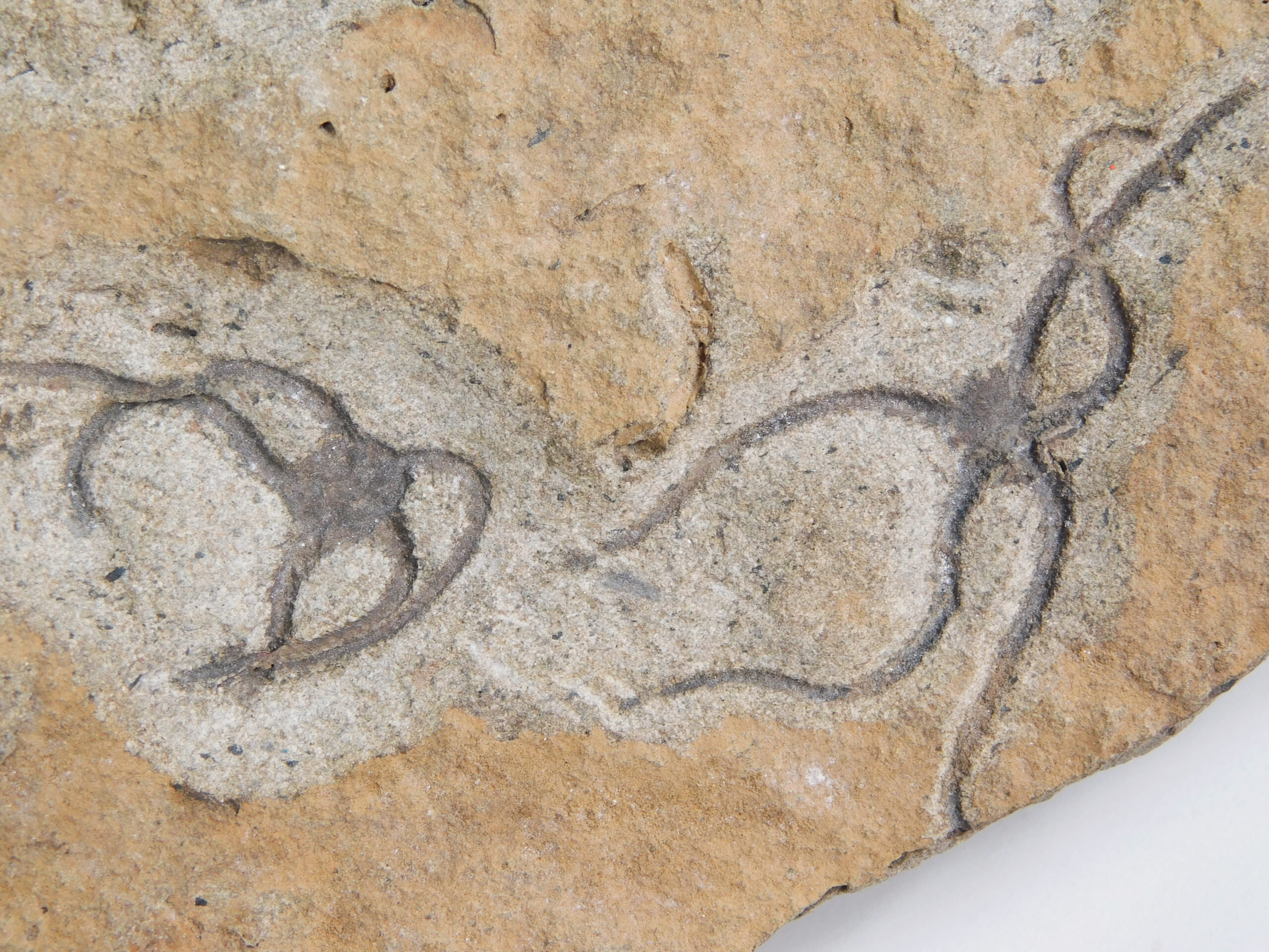 Brittle Stars - Image 6
