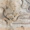 Brittle Stars - Image 8