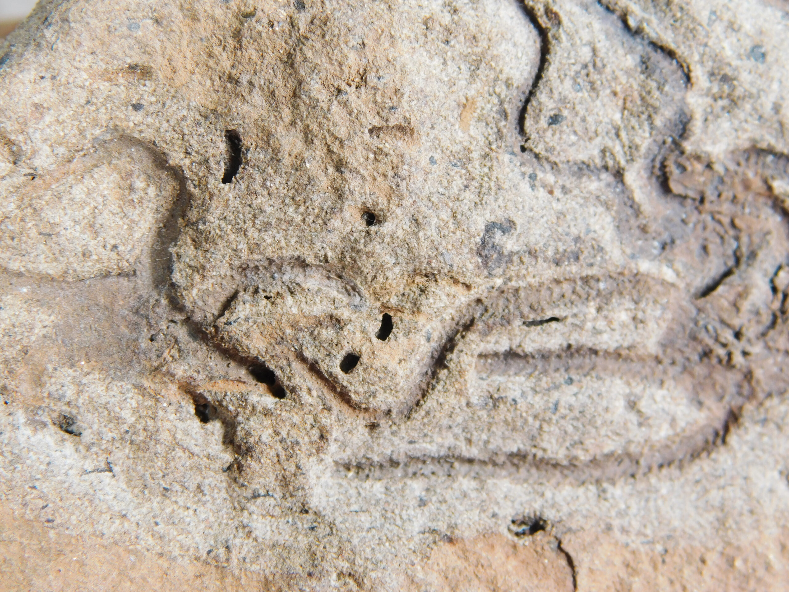 Brittle Stars - Image 7
