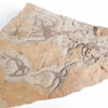 Brittle Stars - Image 2