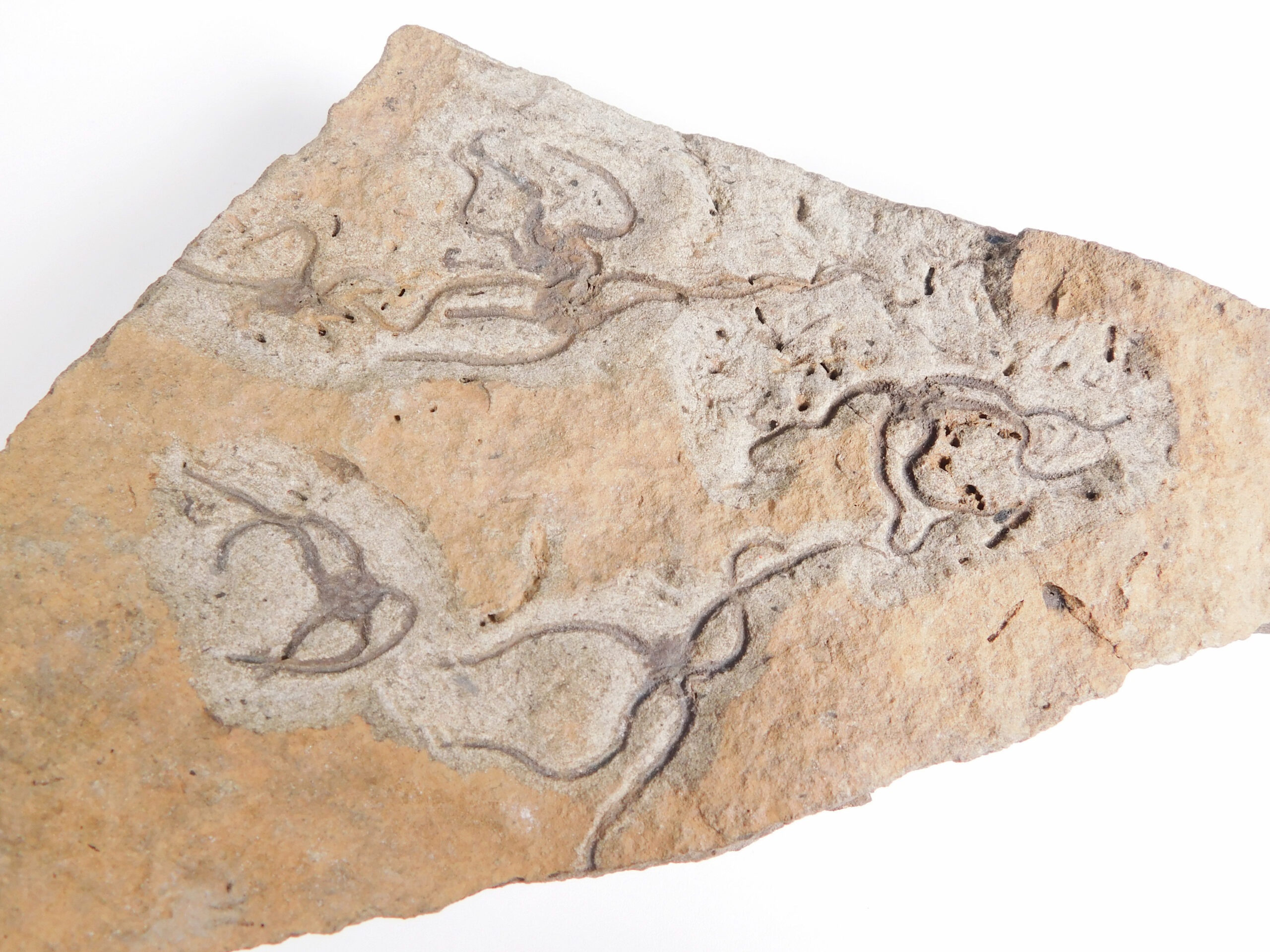 Brittle Stars - Image 2