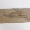 Orthoconic nautiloid with soft parts - Reticycloceras - Image 3
