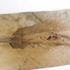 Orthoconic nautiloid with soft parts - Reticycloceras - Image 4
