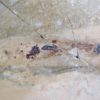 Orthoconic nautiloid with soft parts - Reticycloceras - Image 5