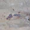 Orthoconic nautiloid with soft parts - Reticycloceras - Image 2