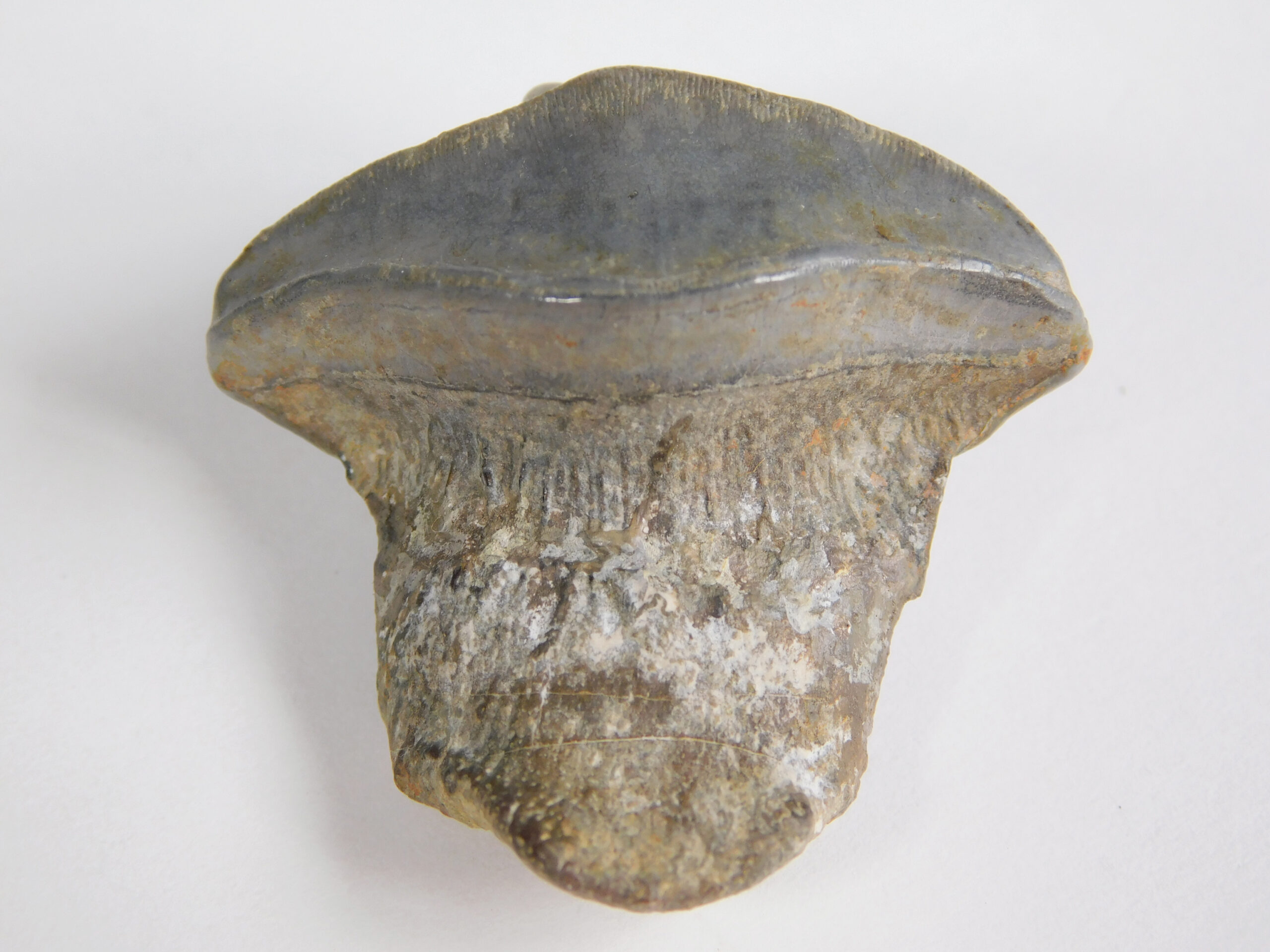 Petalodus ohioensis