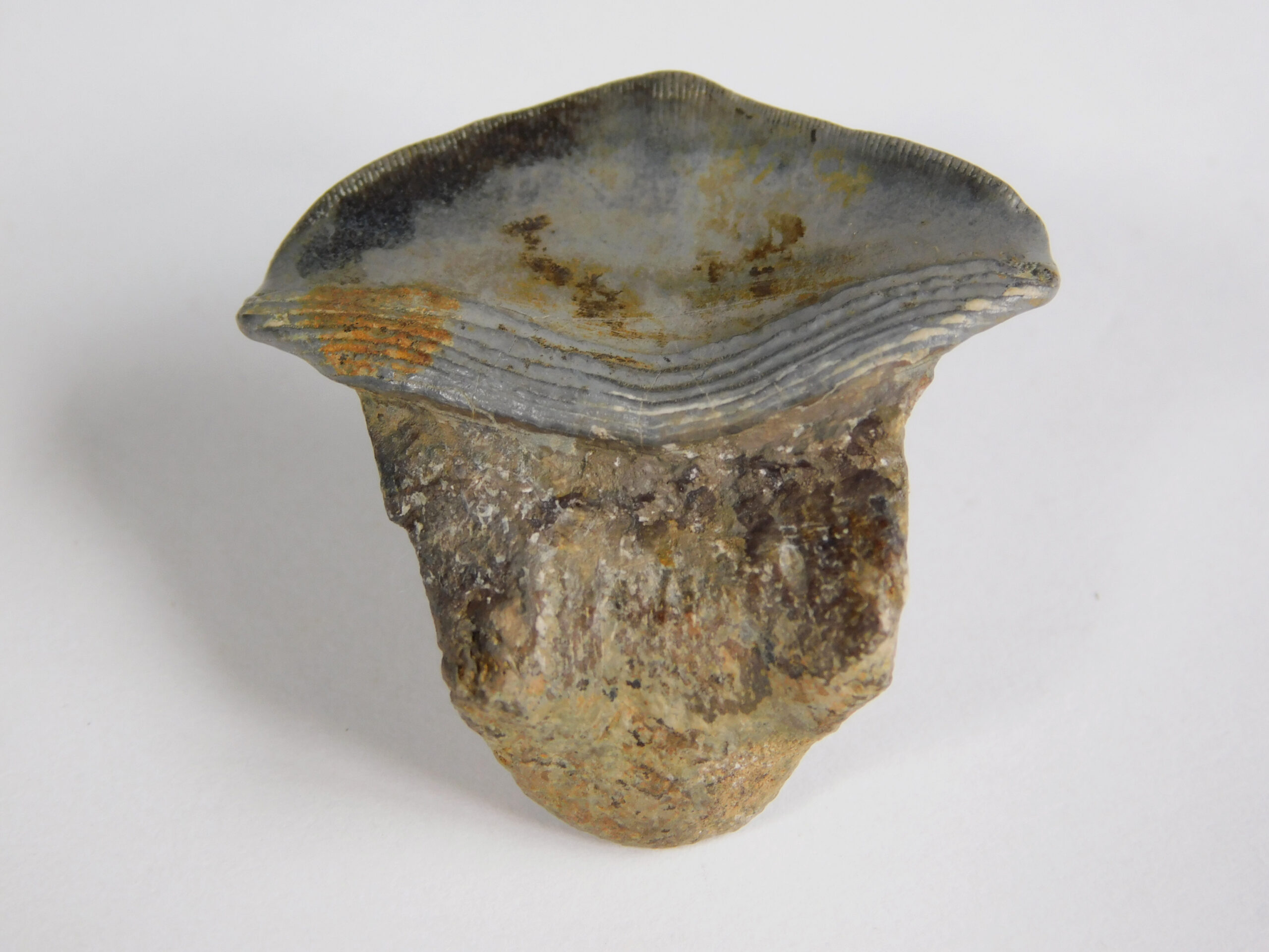Petalodus ohioensis - Image 2