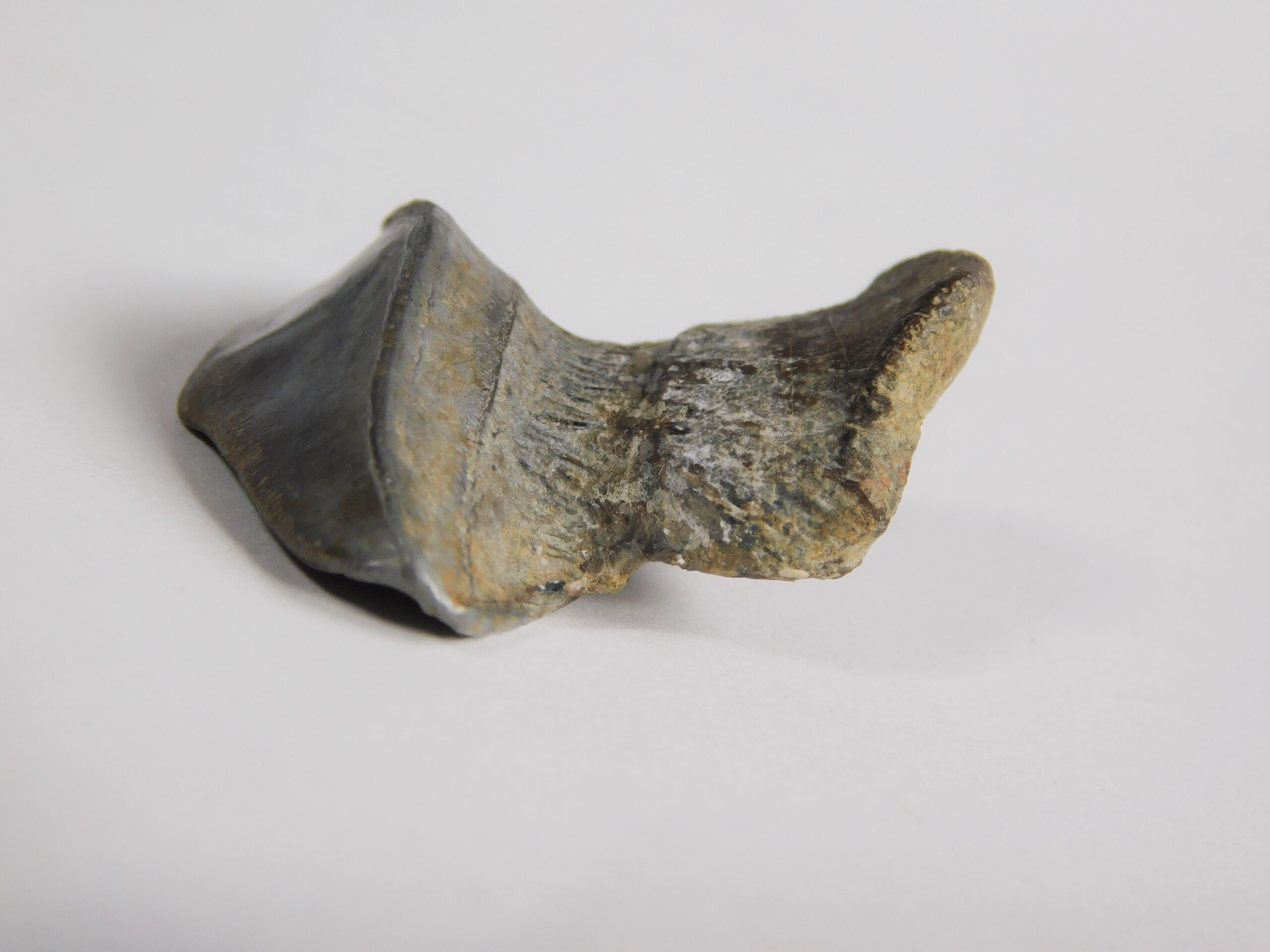 Petalodus ohioensis - Image 4