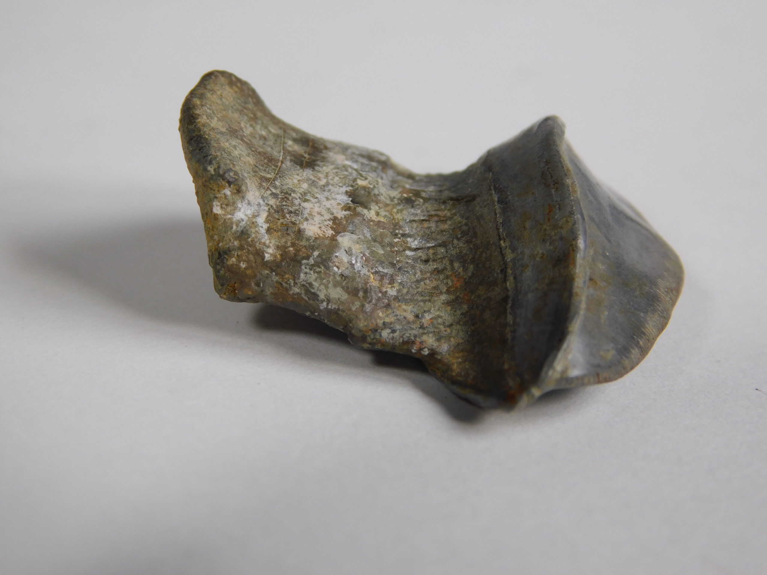 Petalodus ohioensis - Image 3
