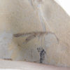 Phasmid (Walking Stick) - Image 3