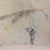 Phasmid (Walking Stick) - Image 4