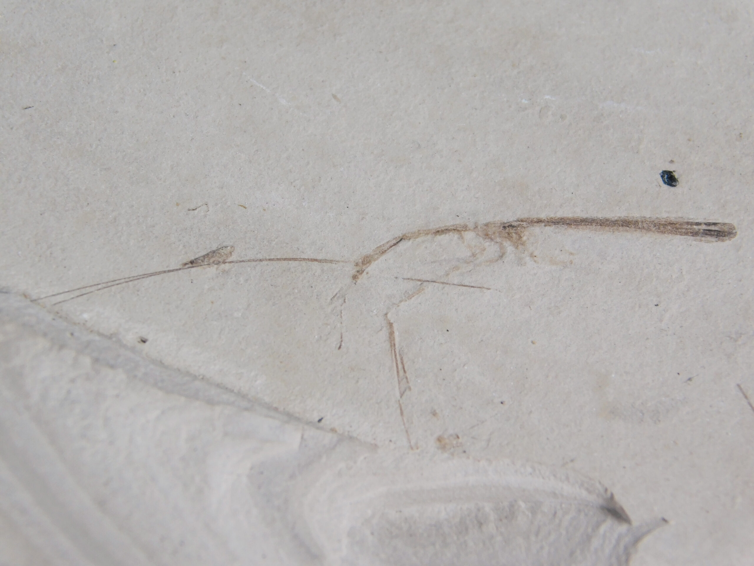 Phasmid (Walking Stick) - Image 3