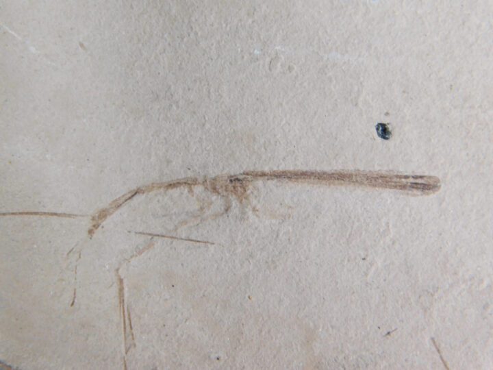 Phasmid (Walking Stick)